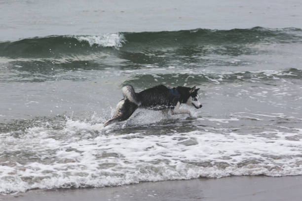 husky puppy running and playing along the shoreline on the biggest dutch Wadden Island Texel stock photo