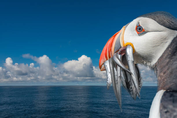 North Atlantic puffin with caught fish sitting in front of blue sky and ocean, sunny day, closeup North Atlantic puffin with caught fish sitting in front of blue sky and ocean mykines faroe islands photos stock pictures, royalty-free photos & images