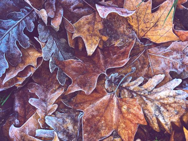 Frosty winter leaves in a full frame festive season background