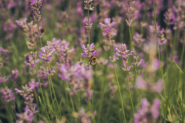 istock Bee pollinating herbal lavender flowers . 1077296754