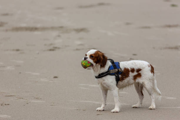 cute cavalier king charles spaniel puppy playing with a ball on the beach in the Netherlands. stock photo
