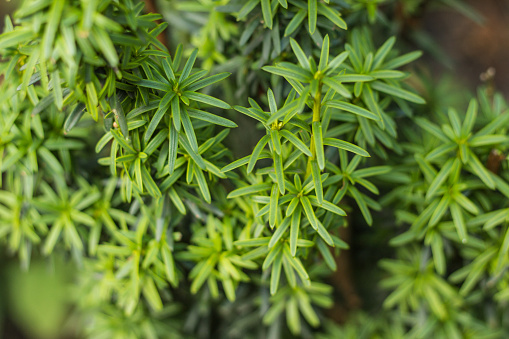 ヨーロッパのイチイ (Taxus baccata) は、西部、中央および南ヨーロッパの原産の針葉樹です。 - ストックフォト・写真素材...