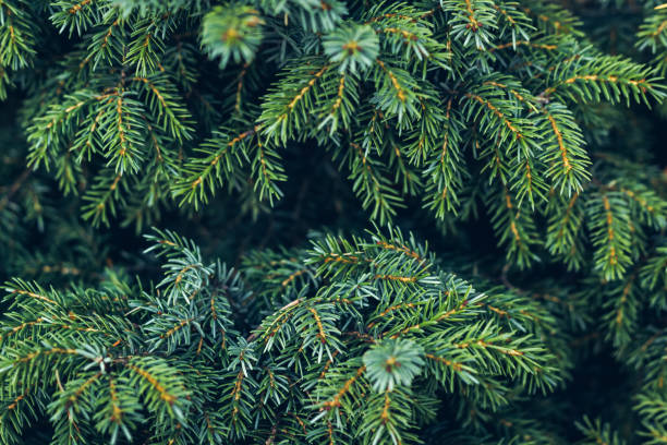 istock The beautiful natural pine branch covered 1077296952