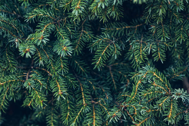 istock The beautiful natural pine branch covered 1077296954