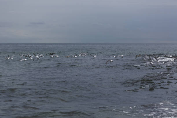 seagulls on the beach of the biggest wadden island of the Netherlands Texe stock photo