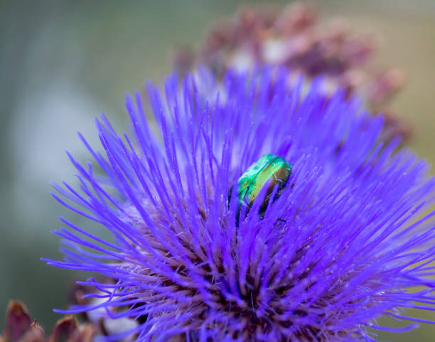 istock Artichoke with a green insect 1077298986