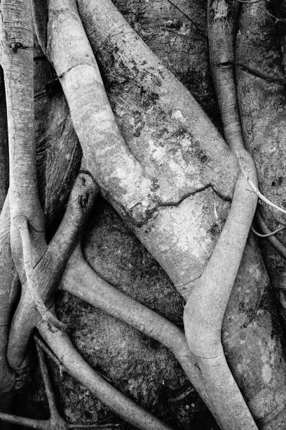 istock Banyan tree and banyan roots background. Jungle in black and white 1077299374