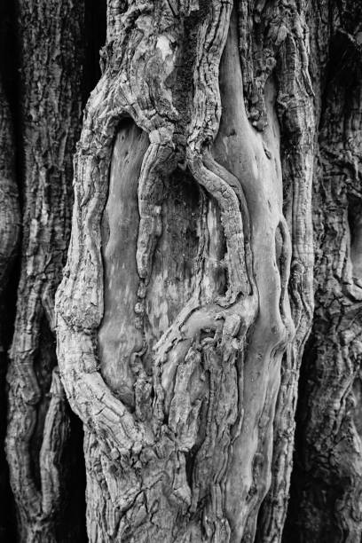 istock Banyan tree and banyan roots background. Jungle in black and white 1077299402