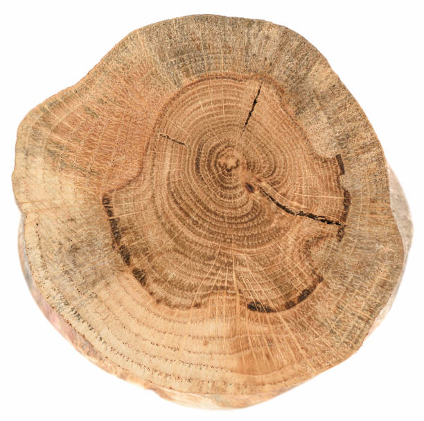 istock Cross section of old oak tree with cracks and annual rings texture isolated on white 1077299626