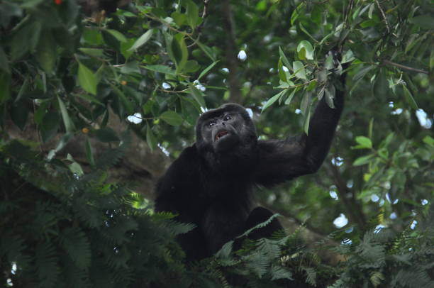 istock Black howler, a mammal on a tree in the jungle. Panama. Central America. 1077302140