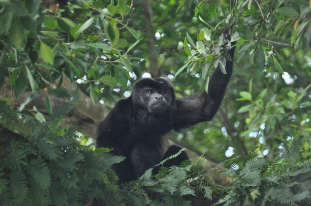 istock Black howler, a mammal on a tree in the jungle. Panama. Central America. 1077302174