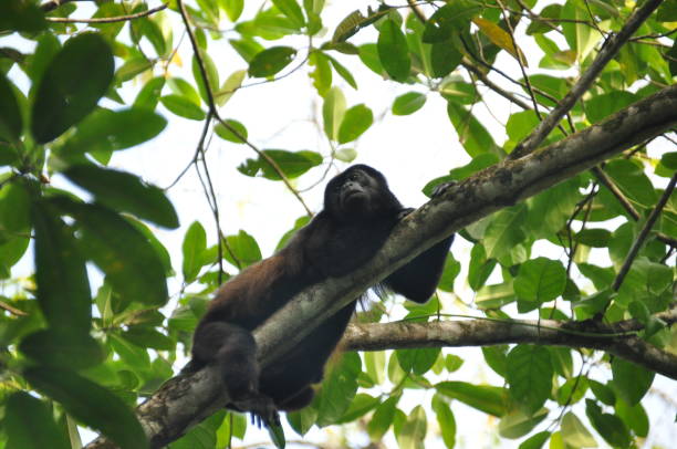 istock Black howler, a mammal on a tree in the jungle. Panama. Central America. 1077302228