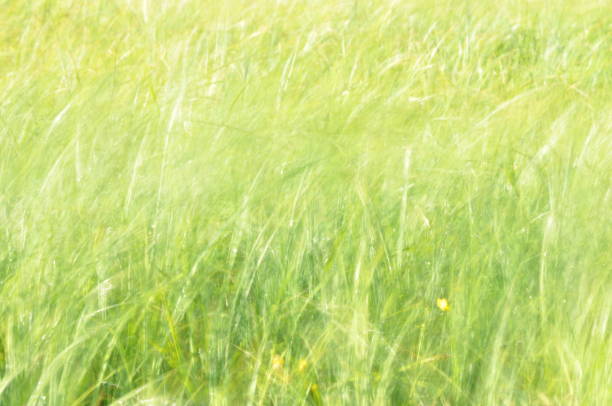 istock Sedges swaying in the wind. Wet meadow during haymaking. Lush green grass. 1077302548