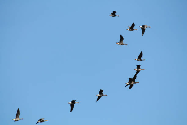 istock Flock of flying wild Greater white-fronted geese (Anser albifrons) against blue sky 1077302960