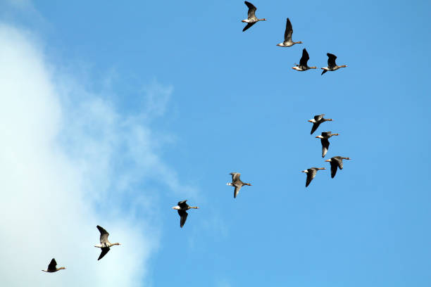 istock Flock of flying wild Greater white-fronted geese (Anser albifrons) against blue sky 1077302996