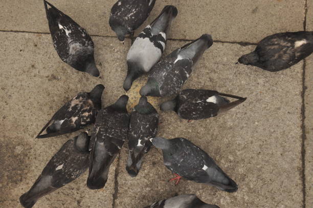 gołębie podarowane na plac świętego marka w wenecji - picking a fight zdjęcia i obrazy z banku zdjęć