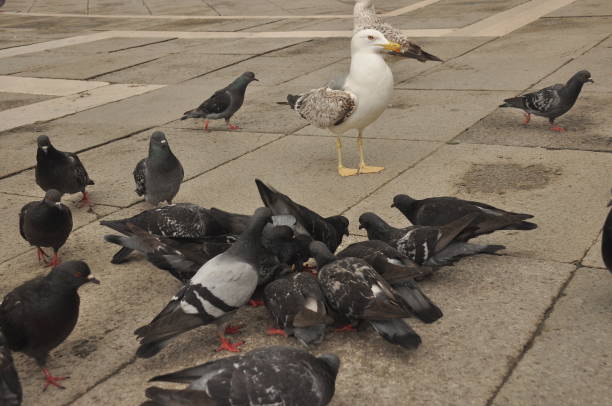 gołębie podarowane na plac świętego marka w wenecji - picking a fight zdjęcia i obrazy z banku zdjęć