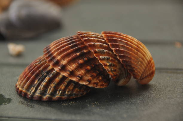 istock Shellfish, snails from the Mediterranean Sea on the beach in Italy. 1077307070
