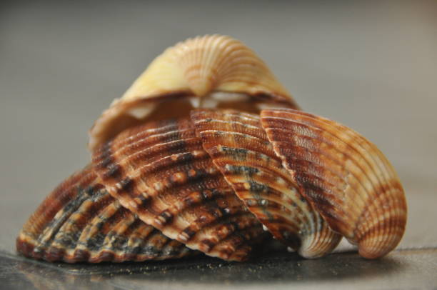 istock Shellfish, snails from the Mediterranean Sea on the beach in Italy. 1077307084