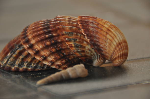 istock Shellfish, snails from the Mediterranean Sea on the beach in Italy. 1077307086