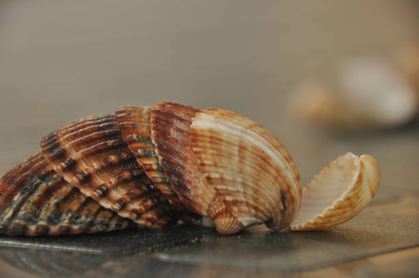 istock Shellfish, snails from the Mediterranean Sea on the beach in Italy. 1077307106