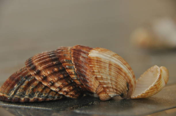 istock Shellfish, snails from the Mediterranean Sea on the beach in Italy. 1077307118