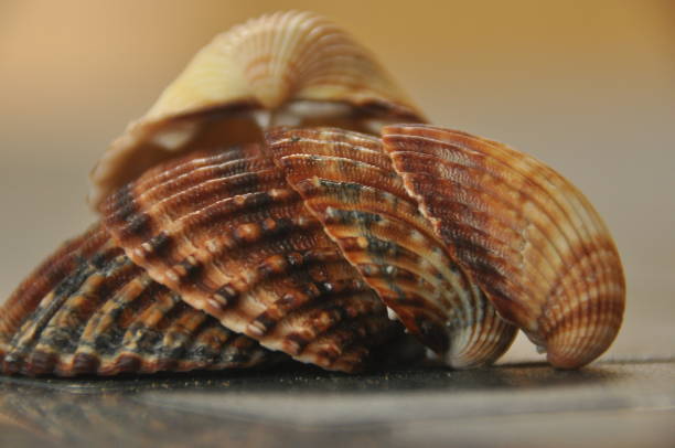 istock Shellfish, snails from the Mediterranean Sea on the beach in Italy. 1077307130