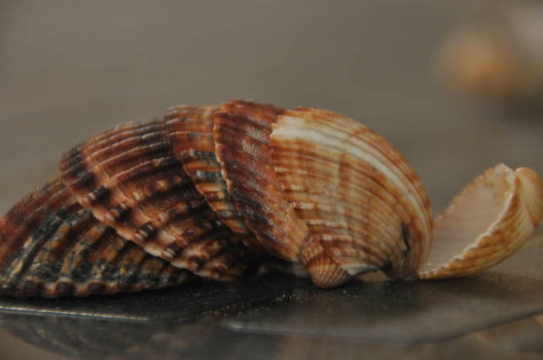 istock Shellfish, snails from the Mediterranean Sea on the beach in Italy. 1077307136