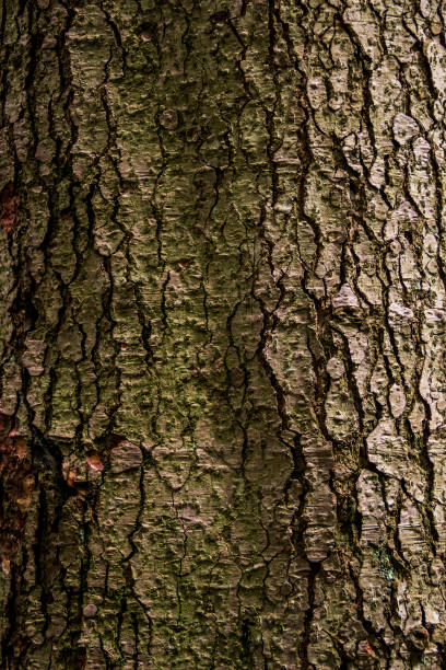 istock close-up bark of spruce 1077307152