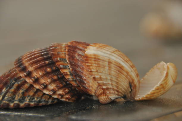 istock Shellfish, snails from the Mediterranean Sea on the beach in Italy. 1077307154