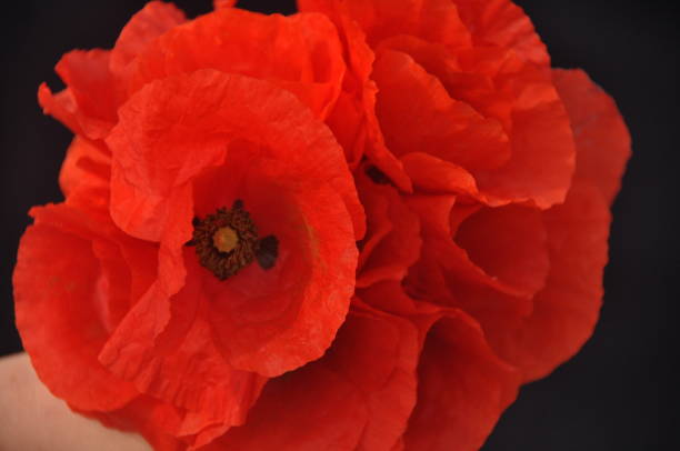 istock A bouquet of red poppies held in hands. 1077307164