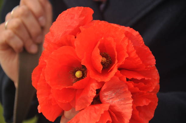 istock A bouquet of red poppies held in hands. 1077307182