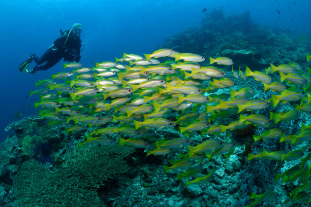 Diver and Yellow-lined Snapper, Raja Ampat, Indonesia stock photo