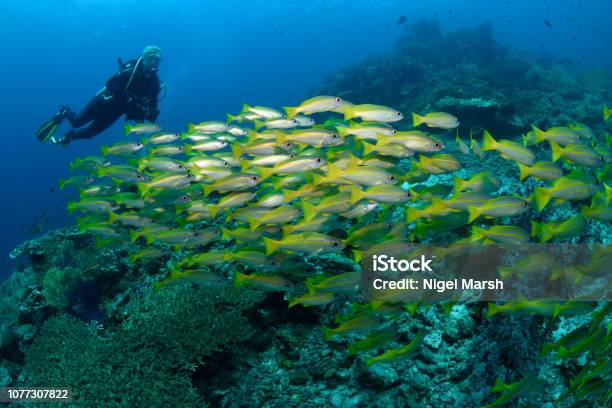 Diver And Yellowlined Snapper Raja Ampat Indonesia Stock Photo - Download Image Now