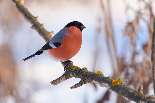 Eurasian bullfinch (pyrrhula pyrrhula, male) sits on a branch covered with lichen in a clearing in the winter forest park.