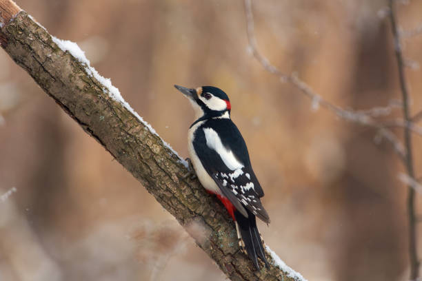 Great spotted woodpecker (Dendrocopos major) sits on an oak branch in a forest park on the first day of winter. Great spotted woodpecker (Dendrocopos major) sits on an oak branch in a forest park on the first day of winter. dendrocopos major great spotted woodpecker in the snow stock pictures, royalty-free photos & images
