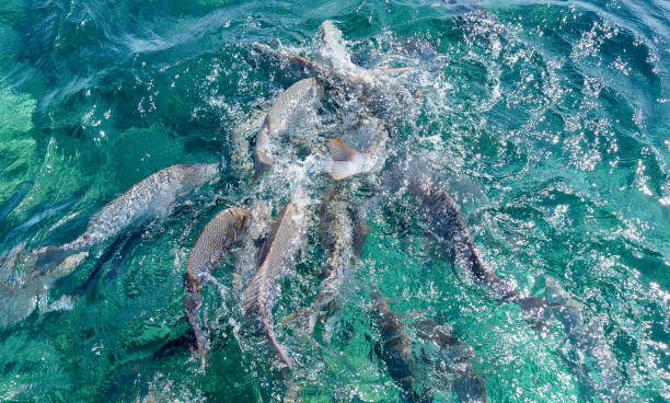 istock tropical fish Western Australia 1077313234