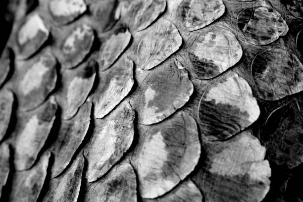 istock Coloured Real Snake Skin Snakeskin Animal Print Background 1077314892