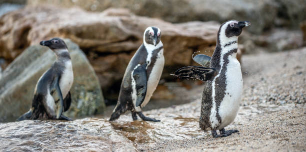 istock African penguins on the stone in evening twilight. 1077316428