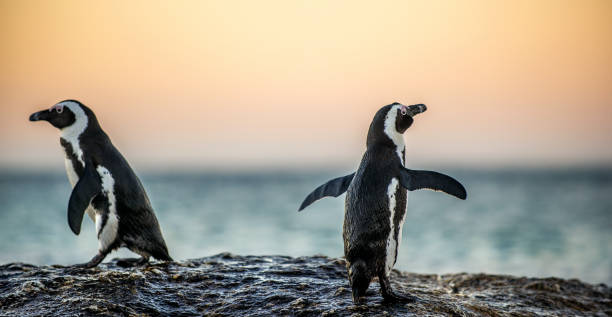 istock The African penguins in twilight evening 1077318120