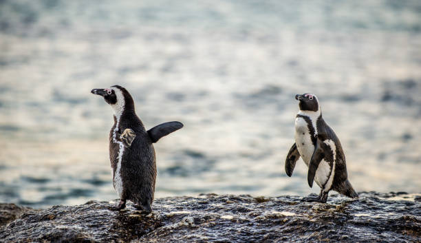 istock The African penguins on the stony shore in twilight evening. 1077318250