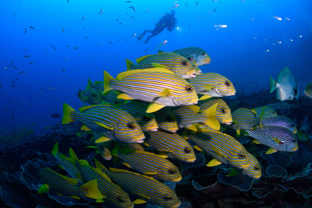 Diver and Sweetlips, Raja Ampat, Indonesia diver and mixed school of ribboned sweetlips, Plectorhinchus polytaenia, and yellow-banded or diagonal-banded sweetlips, Plectorhinchus lineatus, Raja Ampat, West Papua, Indonesia, Halmahera Sea, Pacific Ocean nigel pack stock pictures, royalty-free photos & images