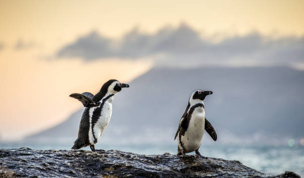 istock The African penguins in twilight evening 1077318438