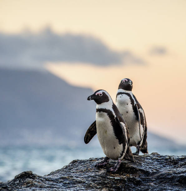 The African penguins in twilight evening The African penguins on the stony shore in twilight evening with sunset sky. Scientific name: Spheniscus demersus, jackass penguin or black-footed penguin. Natural habitat. South Africa ornithology photos stock pictures, royalty-free photos & images