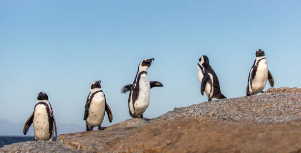 istock The African penguins in twilight evening 1077319940