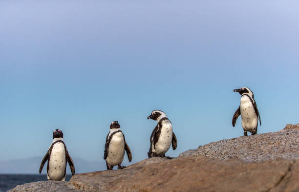 istock The African penguins in twilight evening 1077321496