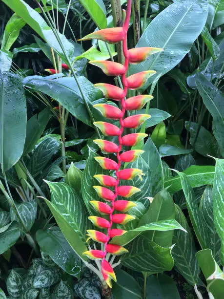 This tropical flower photo was taken in Singapore Botanical Garden this November.