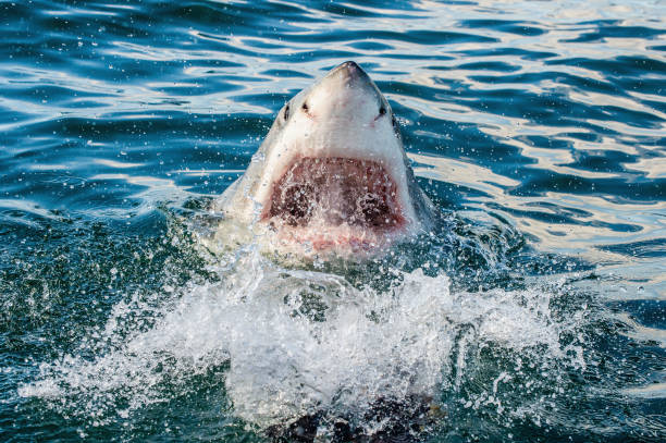 istock Great white shark with open mouth in the ocean. 1077330848
