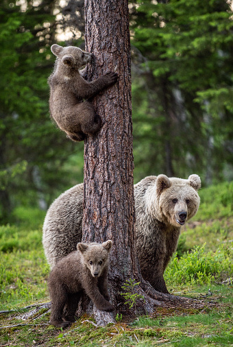 Brown bear cubs climbs a tree. She-bear and cubs in the summer forest. Brown bear. Scientific name: Ursus arctos. Summer season, natural habitat.