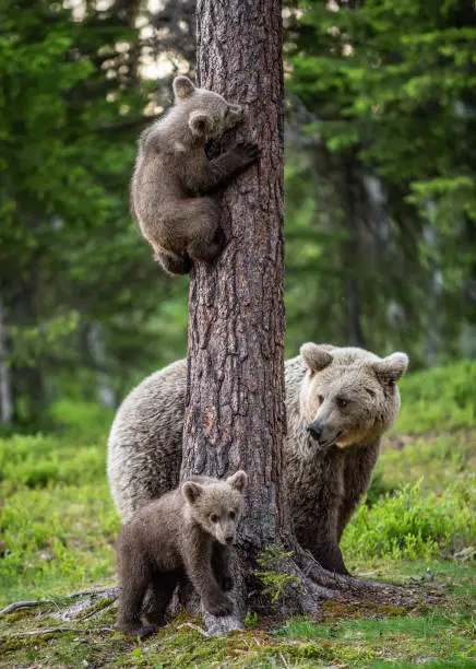 Photo of Brown bear cubs climbs a tree.